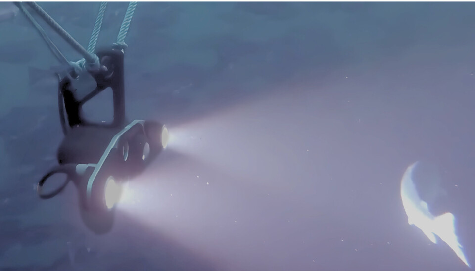 OptoScale's underwater camera systems have over time collected large amounts of data on winter sores on fish.