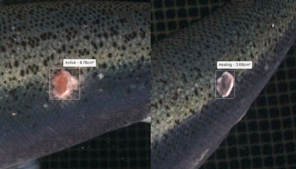 This is how the system distinguishes between acute (left) and healing sores.