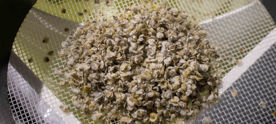 Alliance of science and shellfish skills seeks to save European oyster