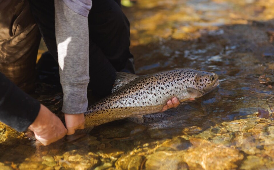 The Fundy Recovery Project captures young Atlantic salmon from the wild, rears them on a dedicated marine farm site until maturity, and then releases them back to native rivers to spawn naturally.