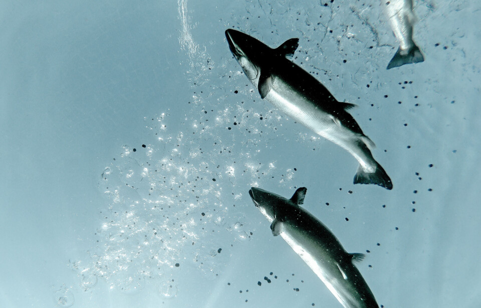 BioMar's new feed is designed to enhance the fish’s natural immune response.