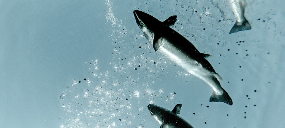 BioMar launches salmon feed designed to help combat disease