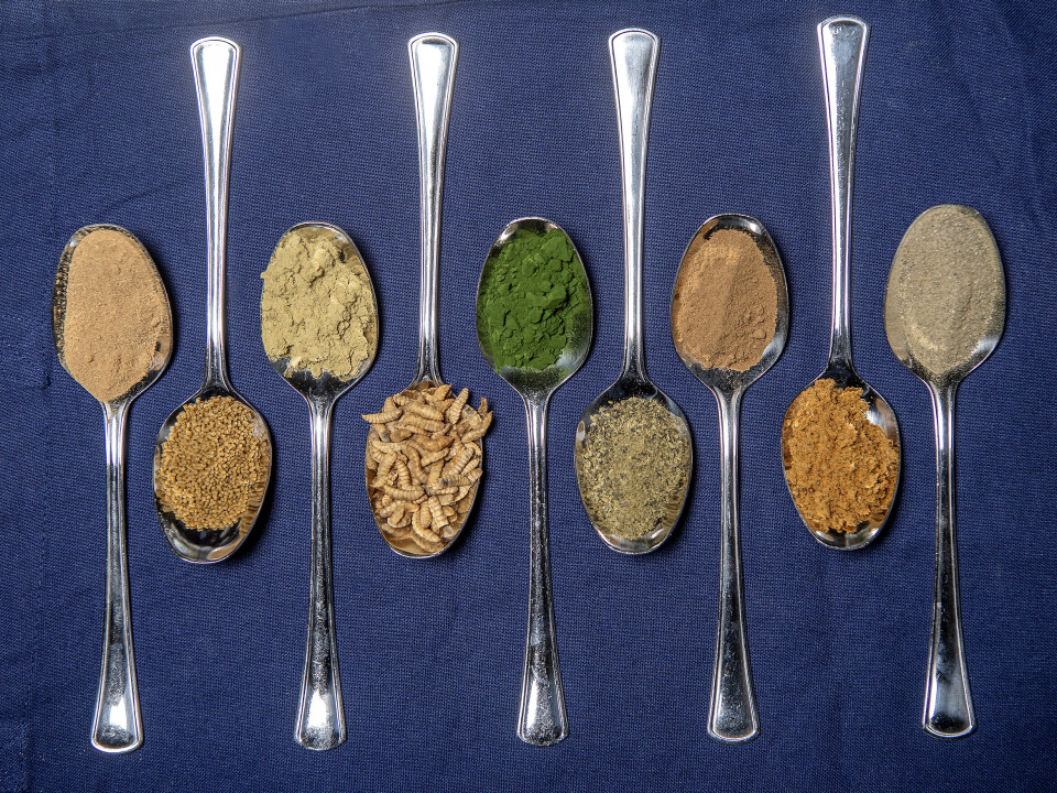 Nofima researches a wide range of ingredients in fish feed. The algae product mentioned in this article is not pictured.