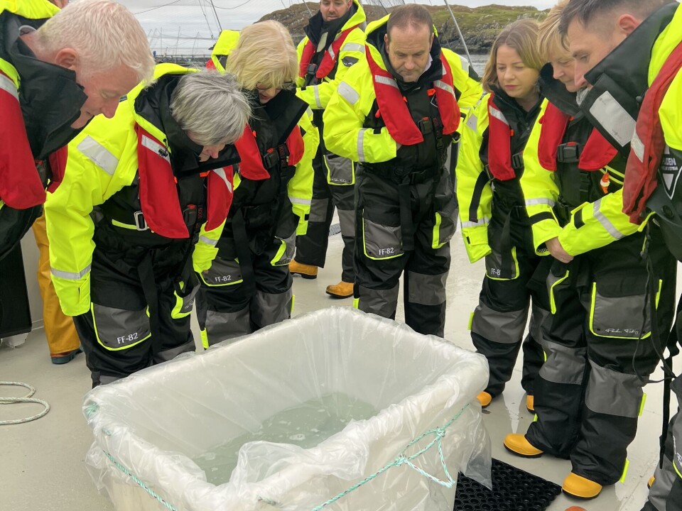 Members of Westminster's Scottish Affairs Committee look at fish that were being examined as part of a health check during their visit to Mowi's farm at Loch Erisort on December 11.