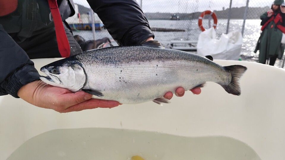 A coho salmon sedated for a health check. Scientists hope to find the genes that trigger the species to shrug off lice, and edit genes of Atlantic salmon to mimic that response.