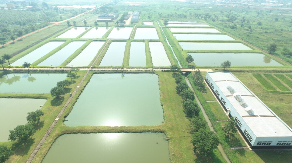 A tilapia pond farm in Uganda and, inset, the World Aquaculture Safari logo. The region boasts large and abundant inland water reserves.