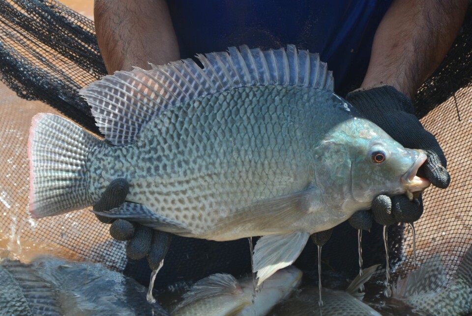 A tilapia from GenoMar stock.