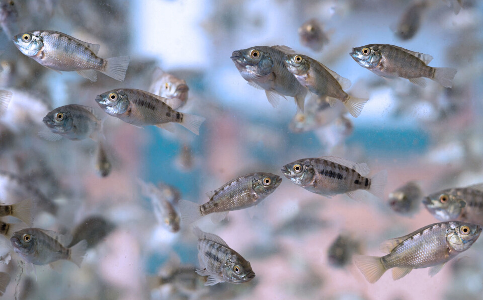 GenoMar supplies fingerlings and juvenile fish to tilapia farmers.