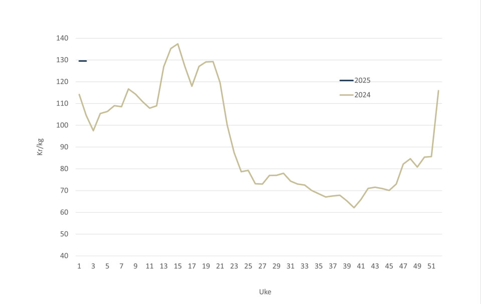 Spot price of Norwegian salmon in 2025 (blue line, top left) and 2024 (grey line).