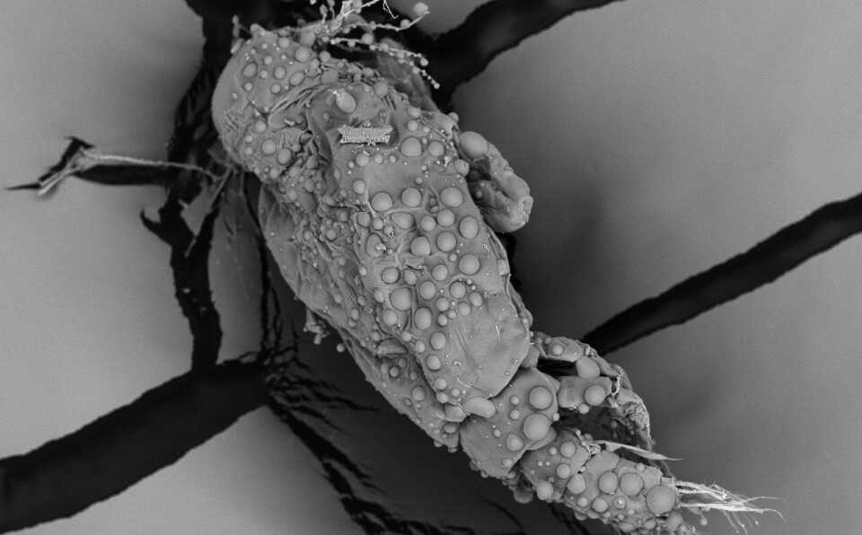 Nauplius II stage of Caligus rogercresseyi with spherical protrusions on its exoskeleton caused by hepcidin.