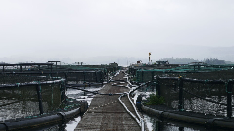 Mixed-size pens moored either side of a walkway at Tervine trout farm. The pens and trout will soon be a thing of the past at the site which is being repurposed and re-equipped for growing large salmon smolts.