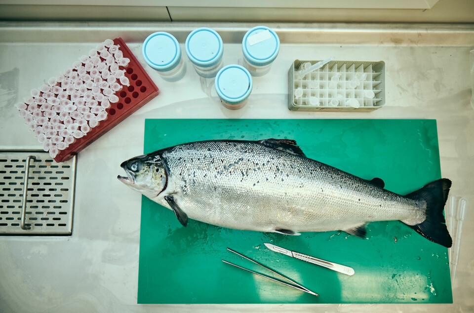 Salmon grow just as well and stay just as healthy with alternative feed ingredients, according to research by Linn Haug Eide.