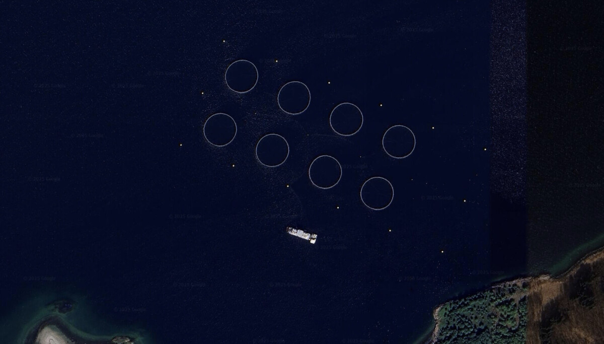 Cod farm escape total calculated to be 27,500 fish