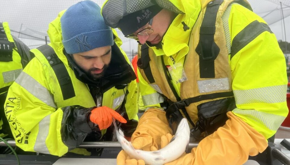 Extensive studies from Aller Aqua's R&D fish farm compare the use of chicken meal with chicken hydrolysate in feed for salmon and trout. In the picture, you see Sturle Skeidsvoll from Aller Aqua teaching a master's student at NMBU about welfare evaluation of salmon.
