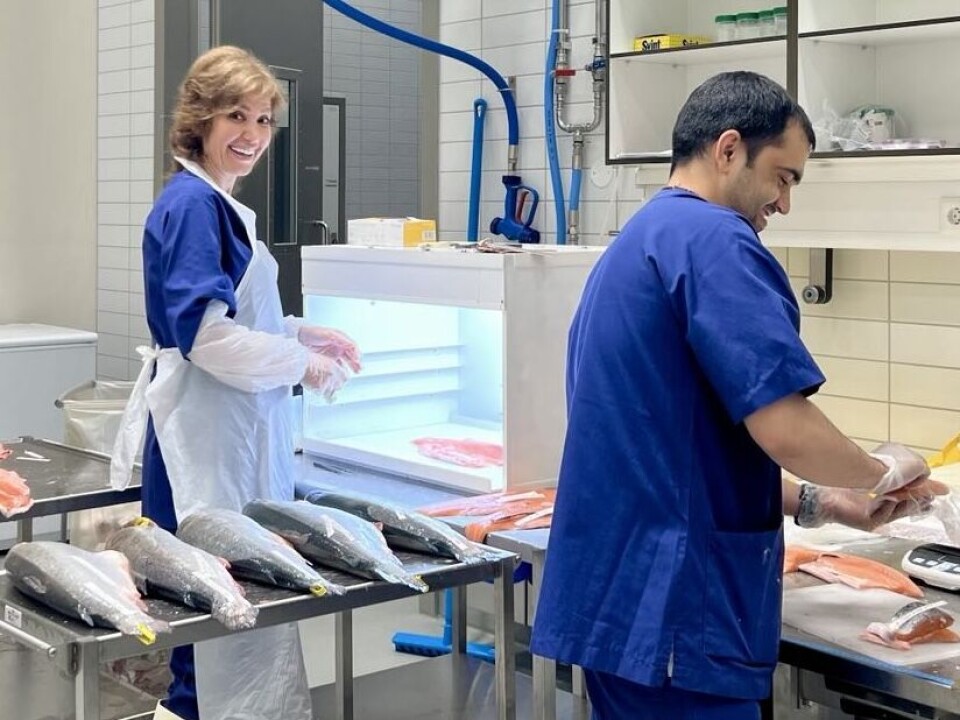 Master's students at NMBU examine rainbow trout fed with chicken hydrolysate.