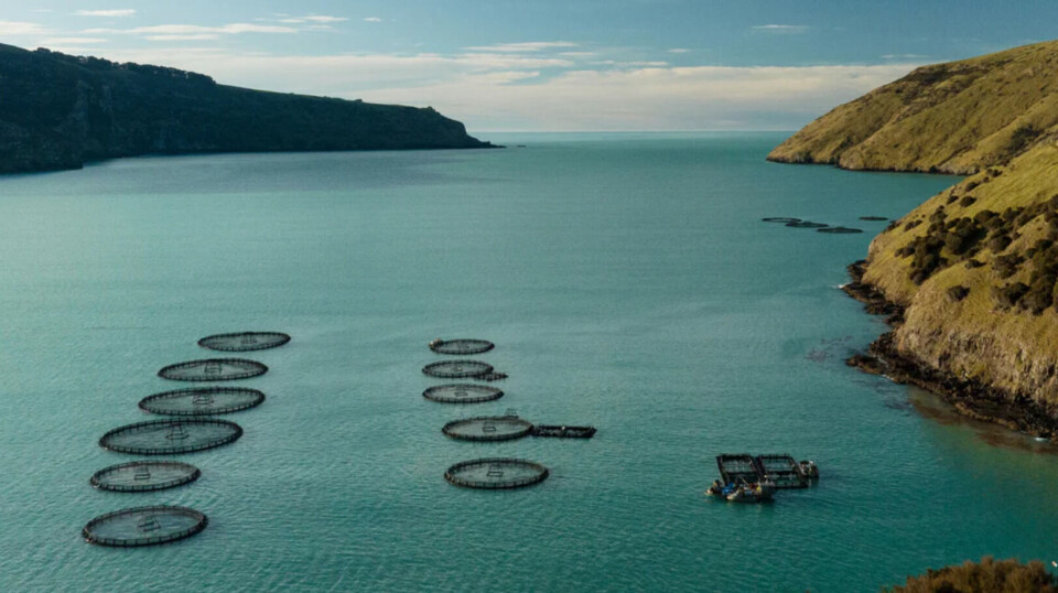 Akaroa King Salmon produces around 1,000 tonnes of fish annually. It chooses not to use lights, which means its fish take longer to reach harvest weight. It also uses BioMar's eco-friendly Blue Impact feed. Inset: Stewart Hawthorn.