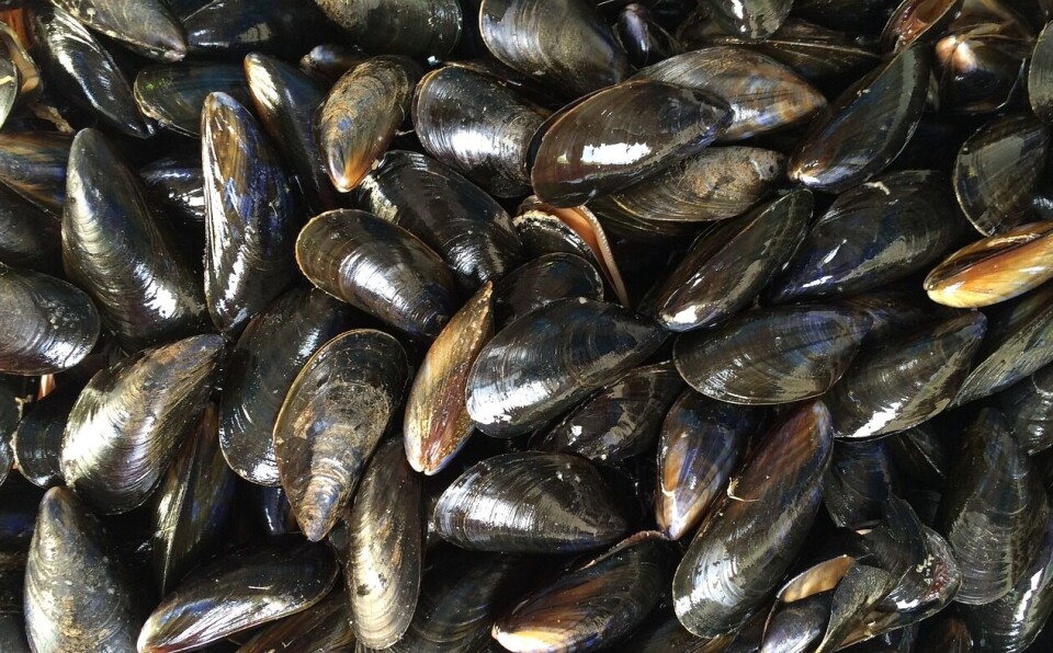 Mussels are among the molluscs grown in southeast Asia.