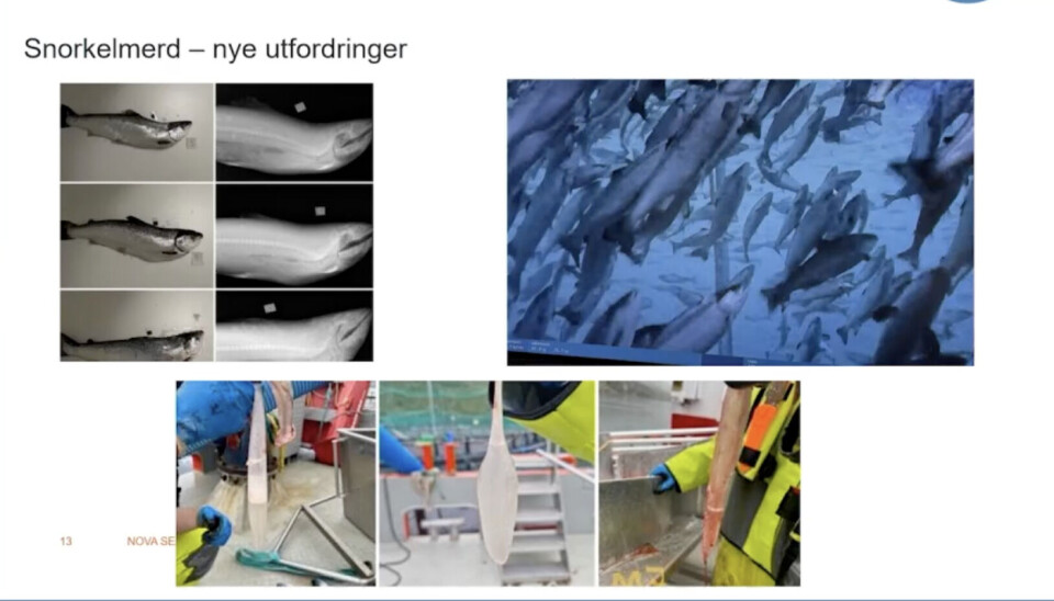 Even if sea lice are eliminated, new problems may arise. Here you see salmon with neck bends, fish swimming at an angle, and salmon with filled swim bladders.
