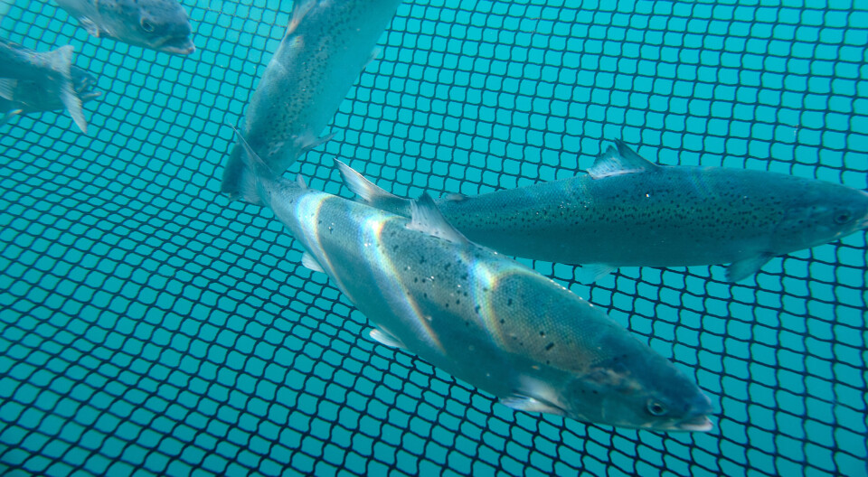 Salmon at a Mowi Scotland farm. The fish farmer has partnered with the world-famous Roslin Institute to participate in a five-year project aimed at improving welfare and productivity of farmed salmon.