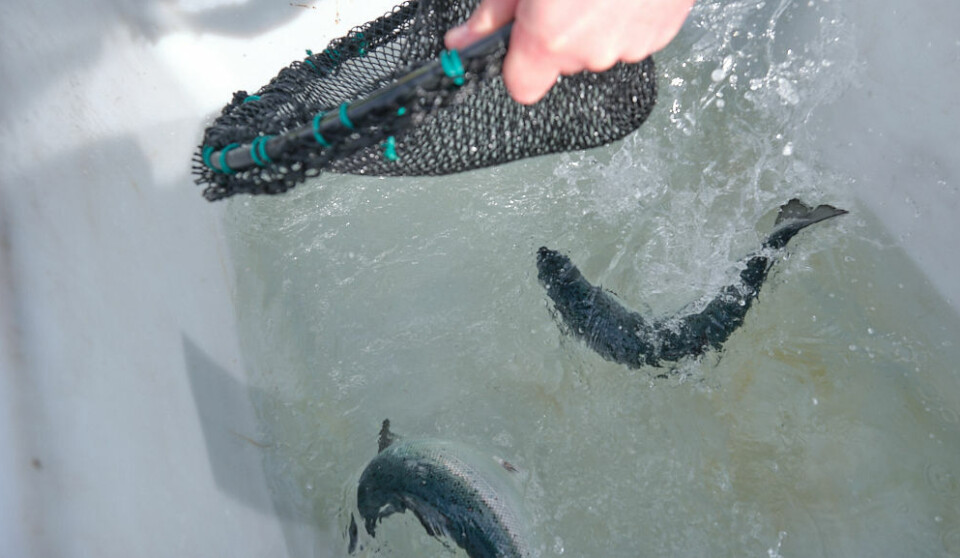 Sedated salmon smolts undergoing a health check at a Scottish fish farm.