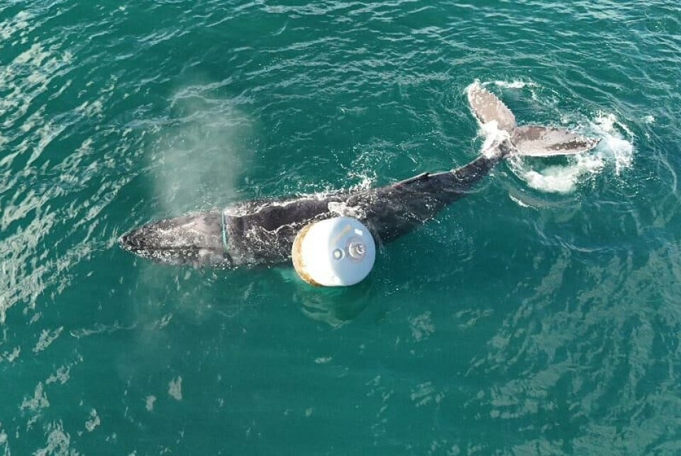 A humpback whale became entangled at OSH's Invertote salmon farm yesterday.