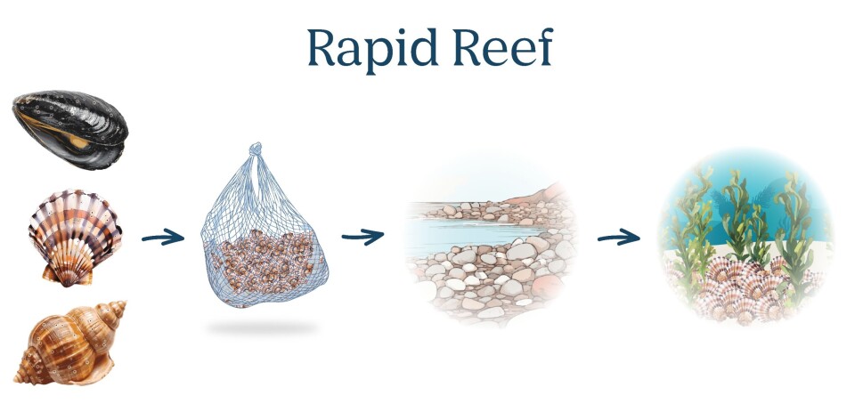 Rapid Reef uses shells as a substrate for oyster spat, and supplies them in easy-to-use bags.