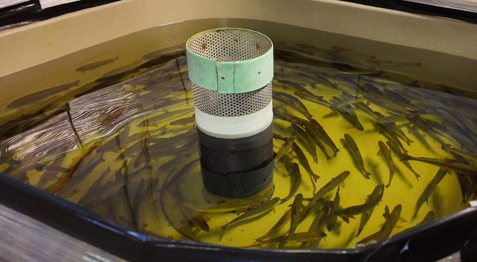 Wild salmon being grown at Otter Ferry Seafish.