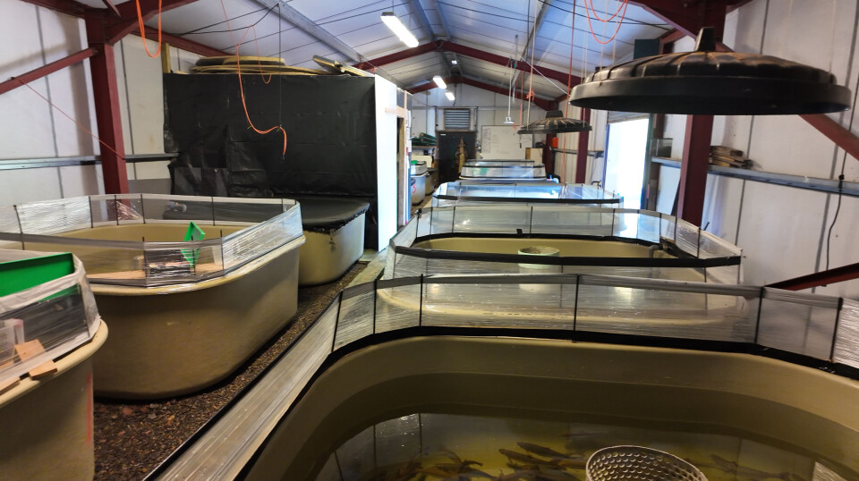 The wild salmon tanks at Otter Ferry Seafish, Loch Fyne.