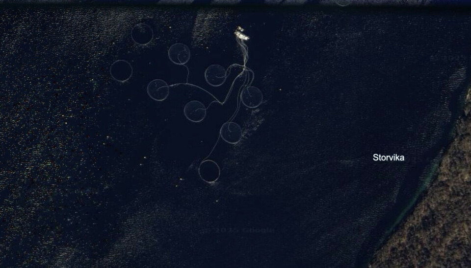 Mowi puts NOK 500 price on the head of fish after 27,000 escape in Norway