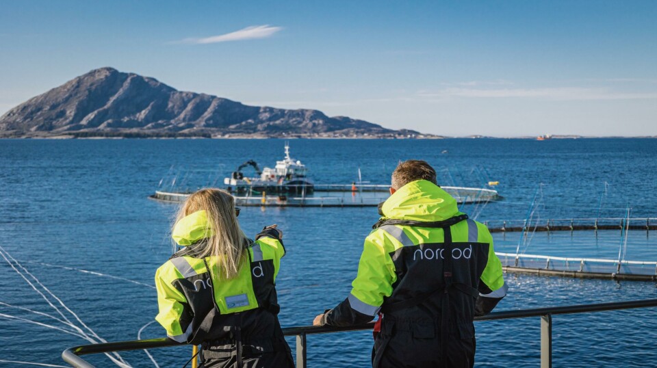 Norcod Cod farmer 'will become profitable next year'