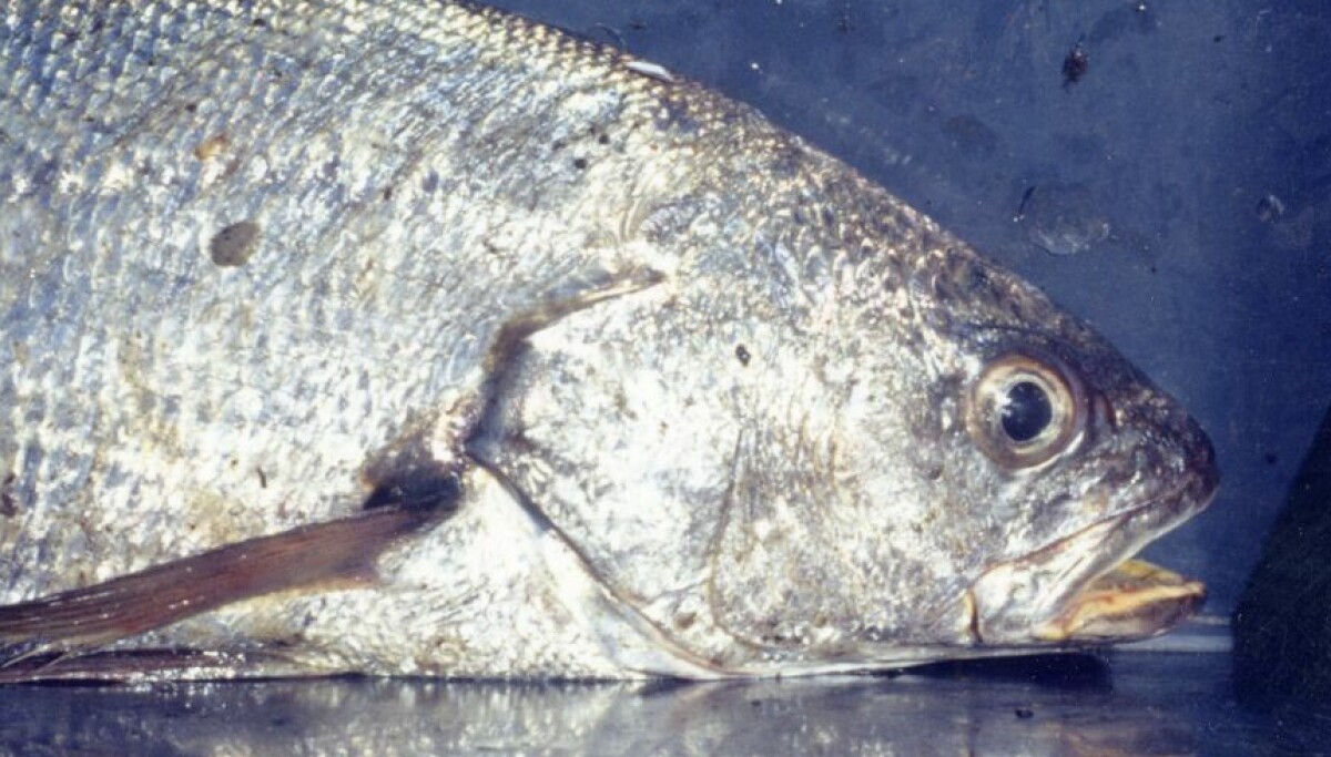 Makel Fish Researchers seek to put mackerel on the menu for meagre