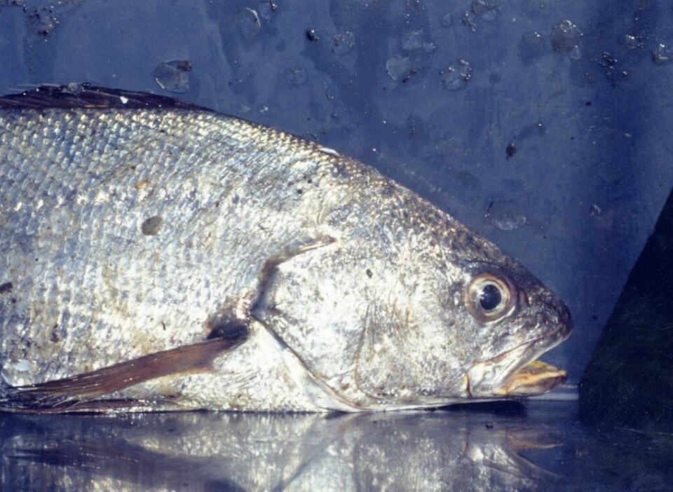 Researchers are looking at using fish that would otherwise be discarded as a feed ingredient for meagre, pictured, which they believe has a lot of potential as a farmed fish in warmer waters.