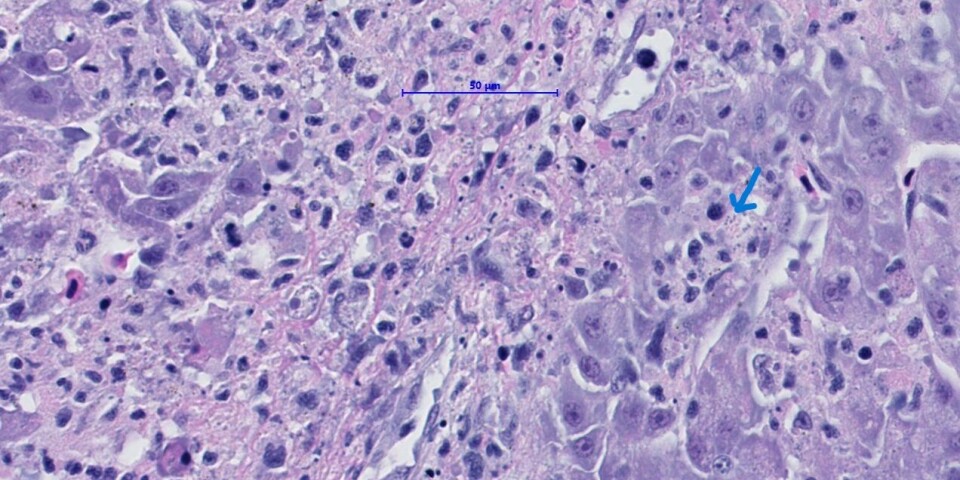 Histopathology of liver showing necrotising hepatitis with intracellular microorganisms (arrow) in Atlantic salmon affected by novel Piscirickettsia species.