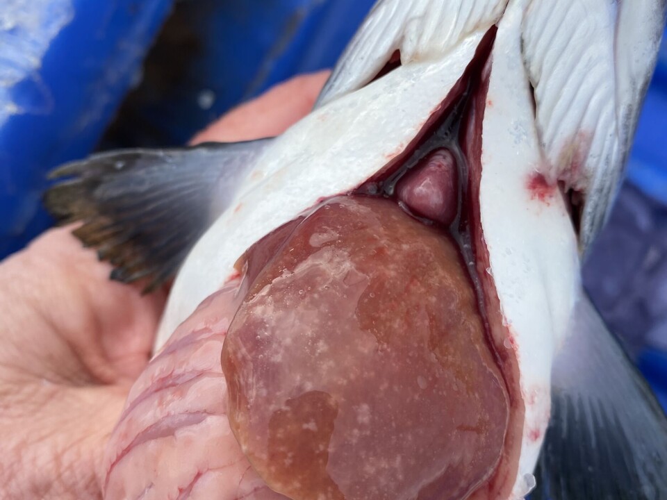 Atlantic salmon with mottled liver and blood tinged ascitic fluid affected by novel Piscirickettsia species.