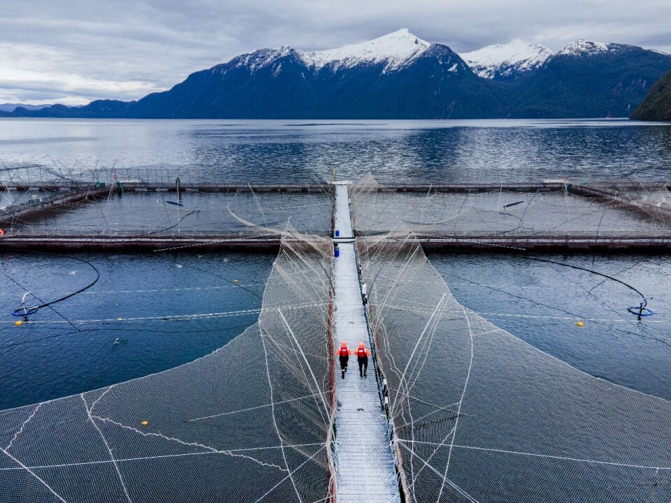 A Cooke salmon farm in Chile.