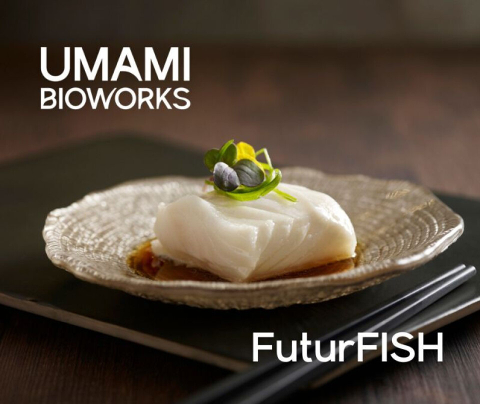 Umami Bioworks' focus on growing seafood from cells, pictured, has included gathering a substantial seafood database and AI capability that it is now offering to conventional seafood producers.