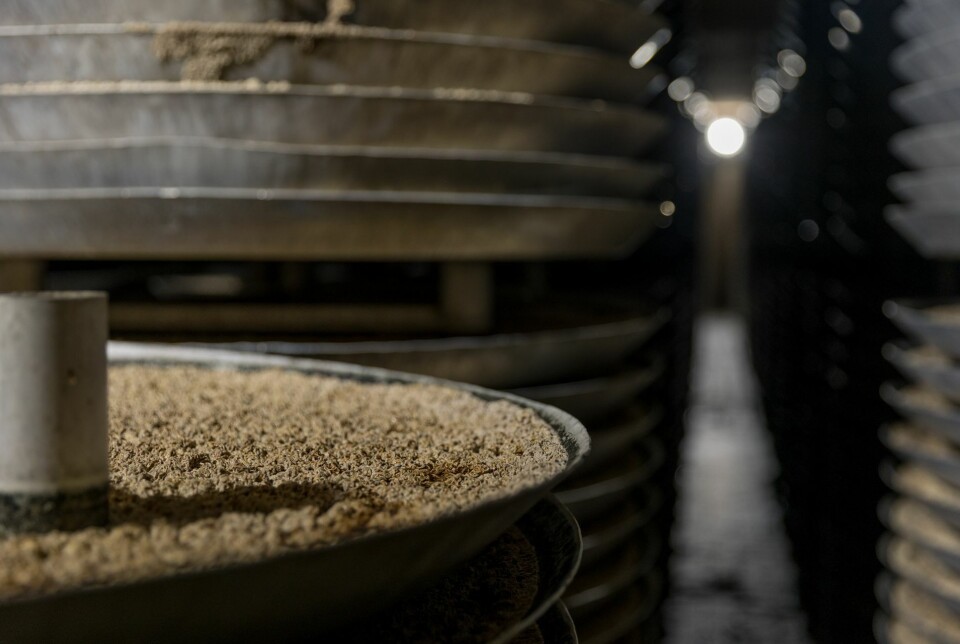 Aspergillus niger mycelium at Citribel's facility in Tienen, Belgium. A study concluded that it was as good or better than a yeast-based beta-glucan feed ingredient for enhancing resistance to ulcerative infections.