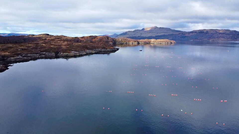 Atlantic Mariculture Ltd's East Oronsay kelp farm in Loch Sunart on Scotland's west coast.