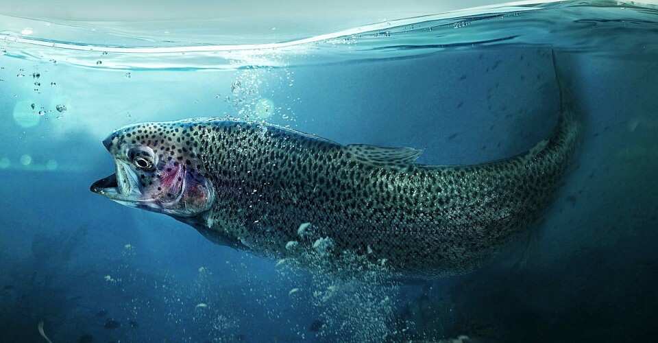 QuantiDoc's technology enables farmers to monitor barrier health in 12 species of fish including salmon and trout.