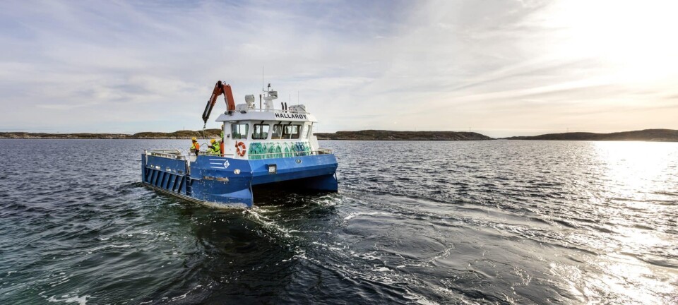 SalMar exceeds expectations