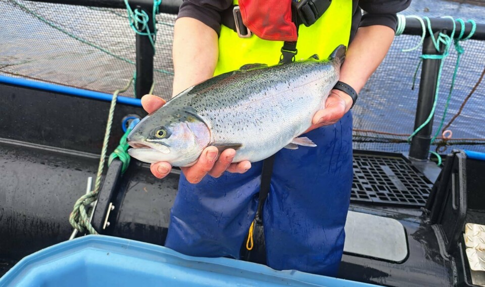 A sedated rainbow trout undergoing a health inspection at a site operated by Kames Fish Farming, Scotland's biggest trout producer and a member of the RSPCA Assured scheme.
