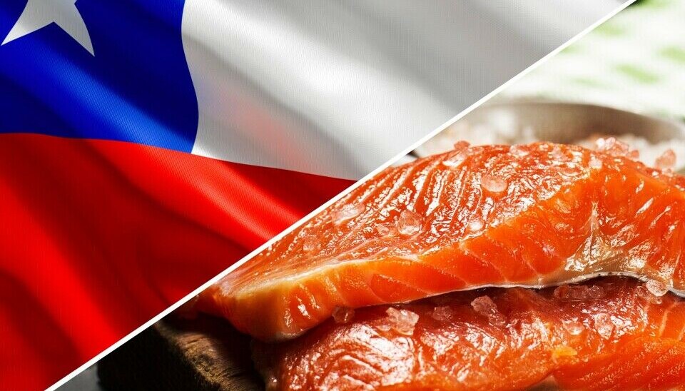 Chilean salmon regions 'facing $1bn hit from Trump's tariffs'