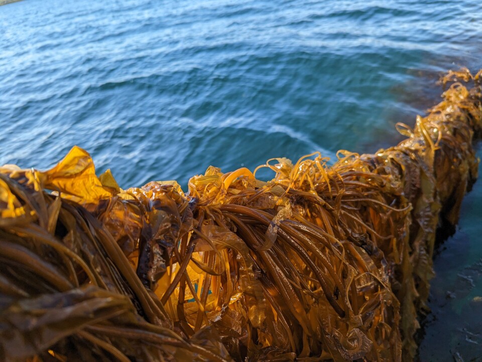 Farmed Alaria esculenta (winged kelp), one of the brown seaweeds that BioMara can extract fucoidan from.