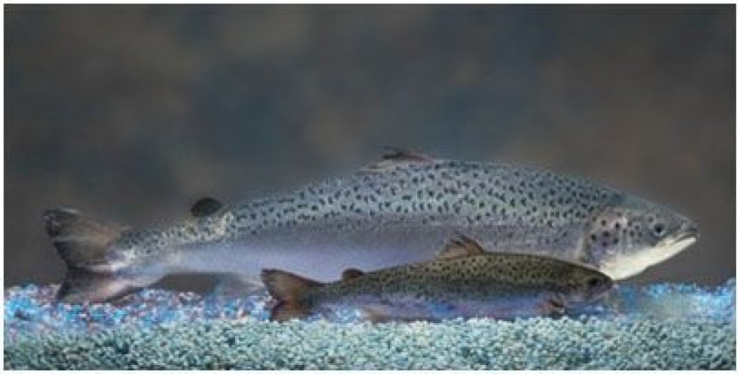 AquaBounty's genetically-engineered fish grow more quickly than conventional Atlantic salmon. Photo: AquaBounty. AquaBounty's genetically-engineered fish grow more quickly than conventional Atlantic salmon. Photo: AquaBounty.