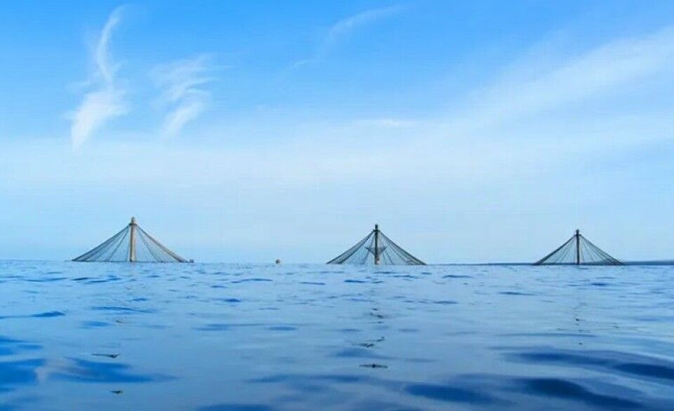 Submerible pens supplied by Innovasea and used by Blue Ocean Mariculture, currently the only commercial open-ocean fish farm in the United States. The farm, located off the coast of Kona, Hawaii, grows Hawaiian Kanpachi (Seriola rivoliana), also known as Almaco Jack. SATS is campaigning to make permitting for offshore farms less difficult.