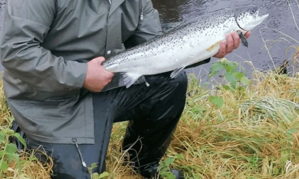 A suspected farmed salmon caught on the River Girvan a couple of years ago.