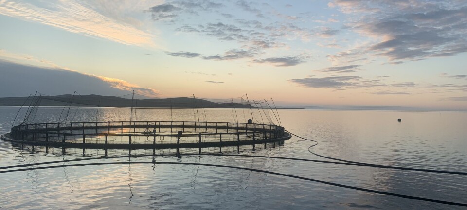 Scottish Sea Farms harvested higher volume but made less money in Q1
