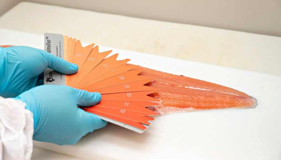 Stressed salmon become paler, new research shows. The SalmoFan colour fan was one of the tools used for colour assessment in this research.