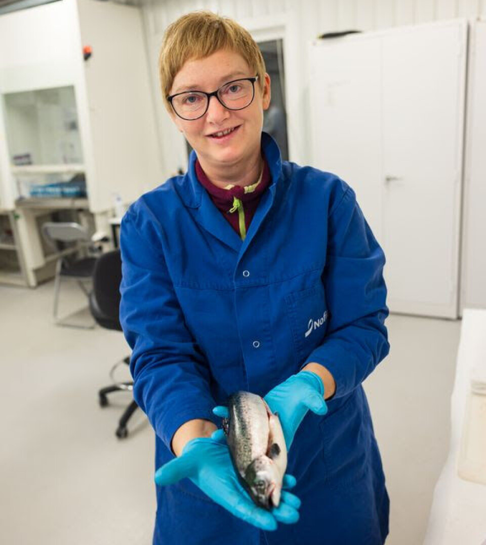 Trine Ytrestøyl has researched salmon and what stress combined with different feeds does to the fillet colour. The fish in the picture was not part of the research.