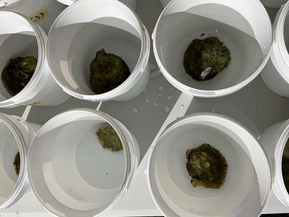 European flat oysters in buckets. Scientists have developed a way to test oyster poo for Bonamia ostreae, a deadly parasite. The test will help prevent infected oysters being used in restoration schemes.